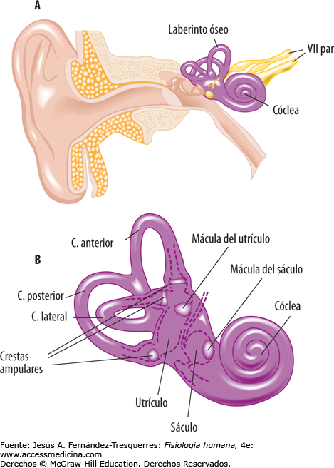 ¿Cómo funciona el oído interno?