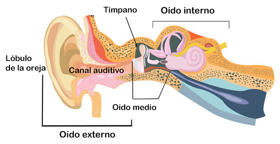 ¿Cómo funciona el oído interno?