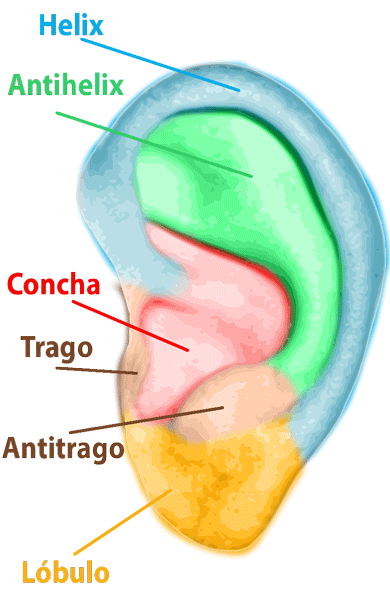Cómo funciona el oído interno? - El Blog de Medical Óptica Audición