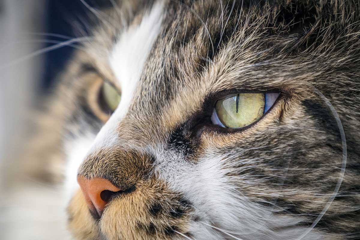 Curiosidades de la vista y el oído de los gatos