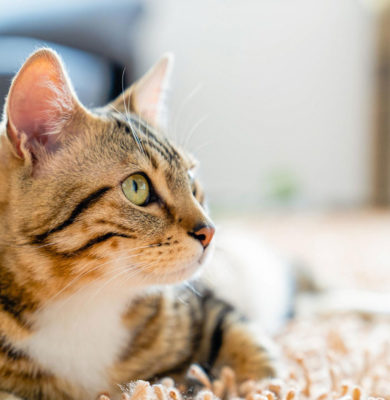 Datos curiosos de la vista y oído de los gatos